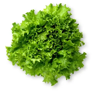 Leaf Lettuce