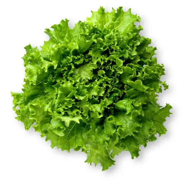 Leaf Lettuce