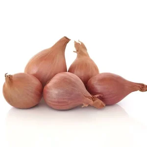 Shallot